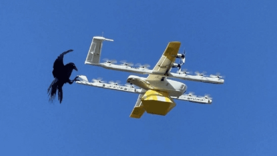 Aves atacan drones de Google y compañía decide cancelar entregas