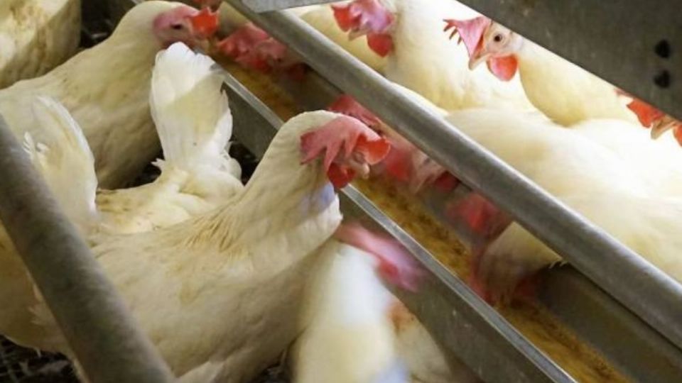 ONG anuncia que consorcio hotelero se abastecerá solo con huevos de gallinas libres