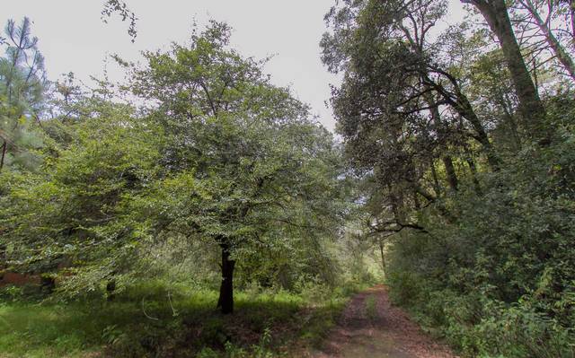 Sigue combate a la tala clandestina