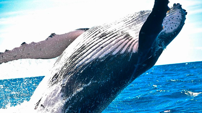 Hombre pierde la vida después de que una ballena volcará su bote, en Australia