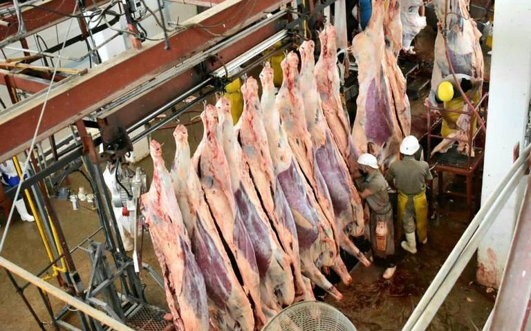 Rastro reportó más de 1 mdp por sacrificio de animales durante septiembre