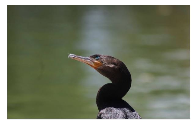 Convivencia entre aves y juarenses en el Parque Central; objeto de estudio en el XXI CECAM