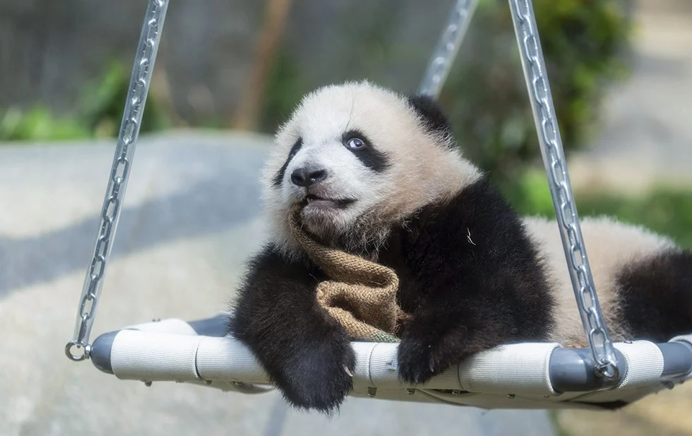 Cachorros de panda gemelos hacen su debut ante el público en Hong Kong