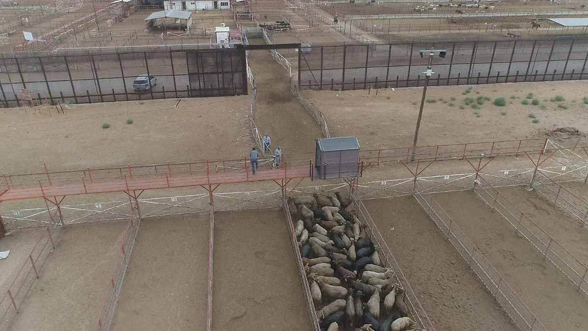 Exige Asociación Ganadera mayor vigilancia en frontera sur del país por amenaza de gusano barrenador