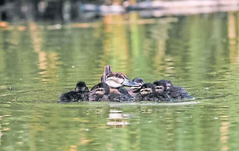 Aumenta diversidad en el Parque Central